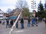 Maibaum 198